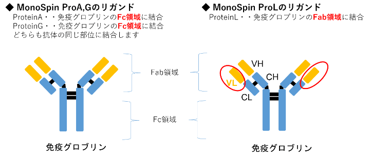 <アフィニティリガンド> Protain A、Protein G、Protein Lから選択可能　の説明